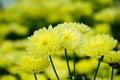 Chrysanthemum Ã¯Â¼Ëmonalisa yellowÃ¯Â¼â°